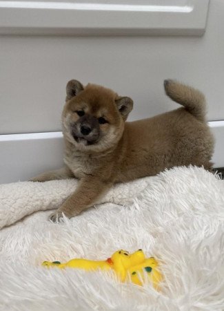 Shiba inu