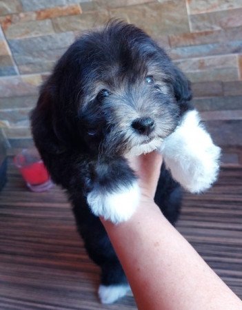 Bichon Havanese