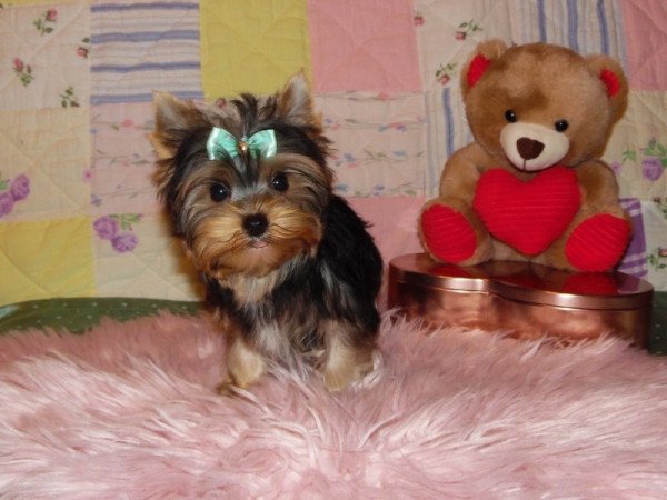 Yorkshire Terrier, Yorki