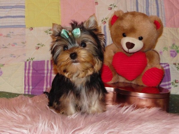 Yorkshire Terrier, Yorki