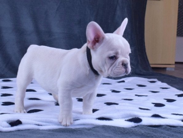 Francia Bulldog