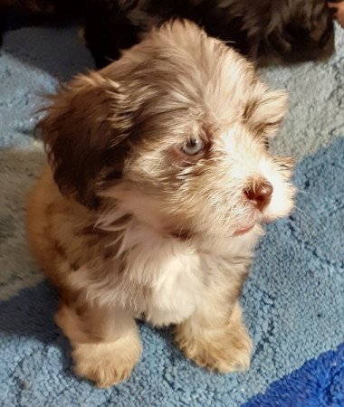 Bichon havanese