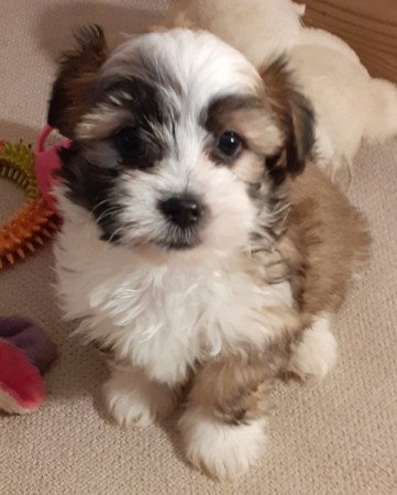 Bichon havanese