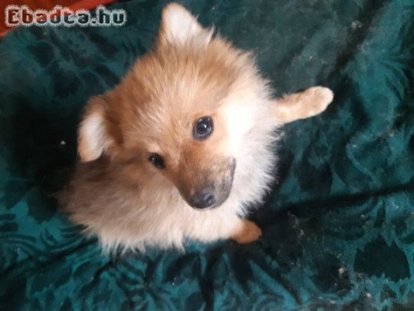 Kettő kisfiú spitz keresi gazdáját