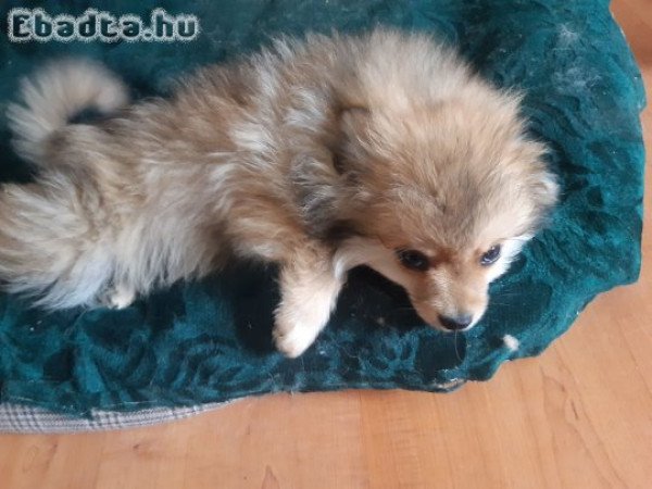 Kettő kisfiú spitz keresi gazdáját