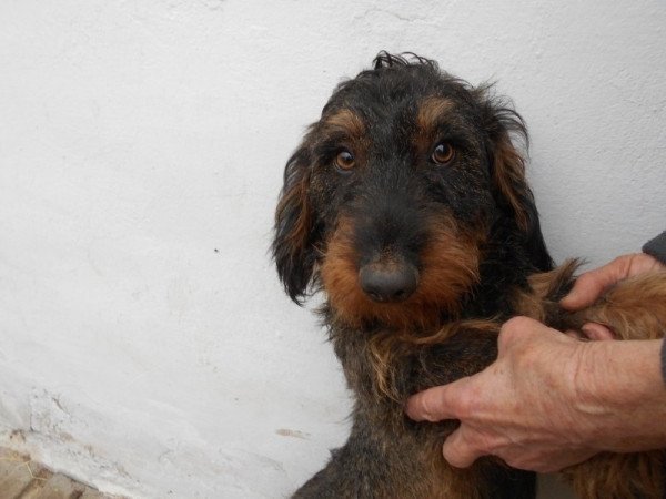 Szálkás szőrű tacskó normál,