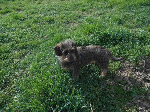 Szálkás szőrű tacskó normál,