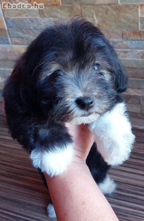 Bichon Havanese