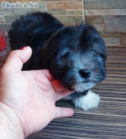 Bichon Havanese