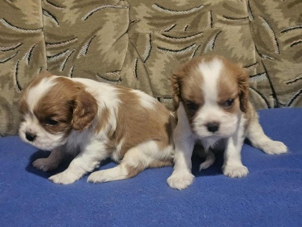 cavalier king charles spániel