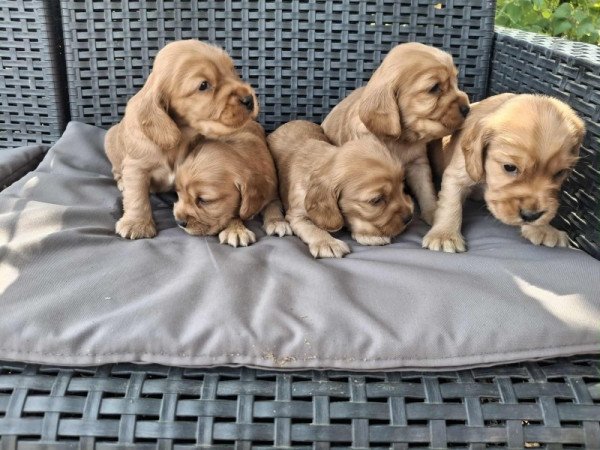 Angol cocker spániel