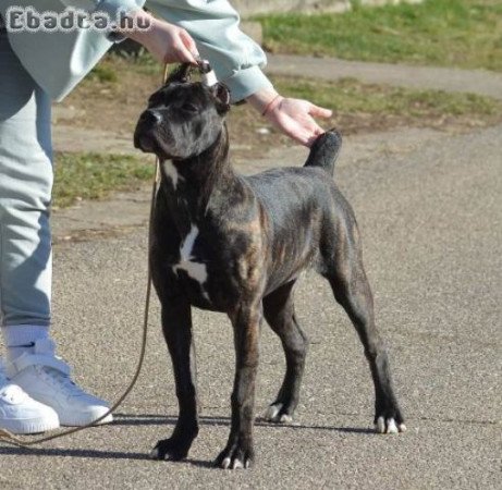 Cane Corso szuka kölyökkutya