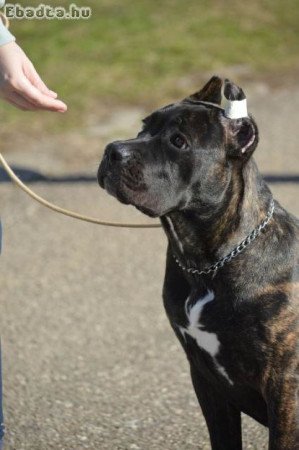 Cane Corso szuka kölyökkutya