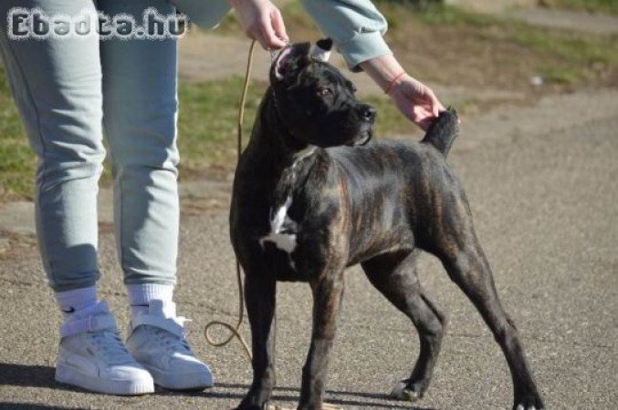 Cane Corso szuka kölyökkutya