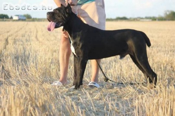 Cane Corso szuka kölyökkutya