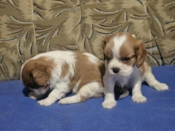cavalier king charles spániel