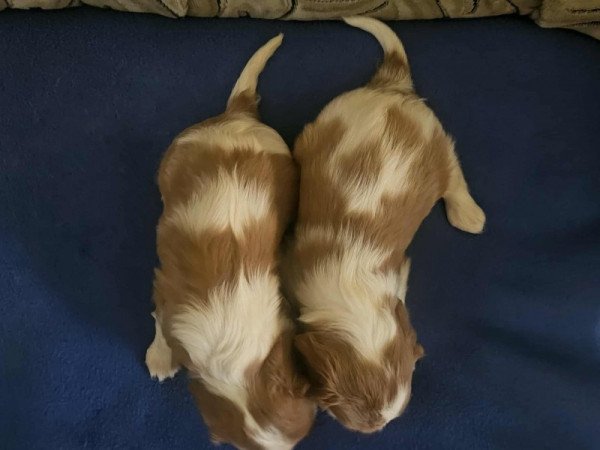 cavalier king charles spániel