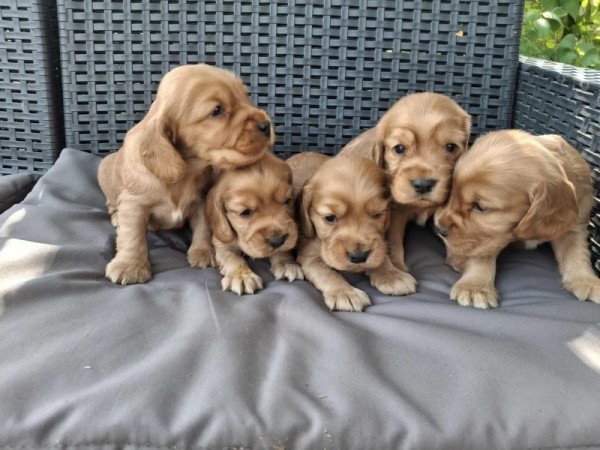 Angol cocker spániel