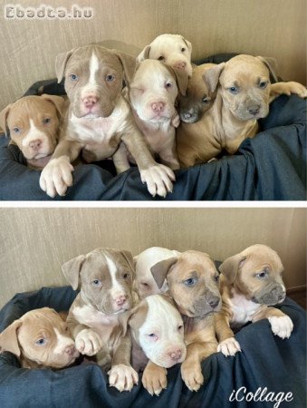 amerikai staffordshire terrier