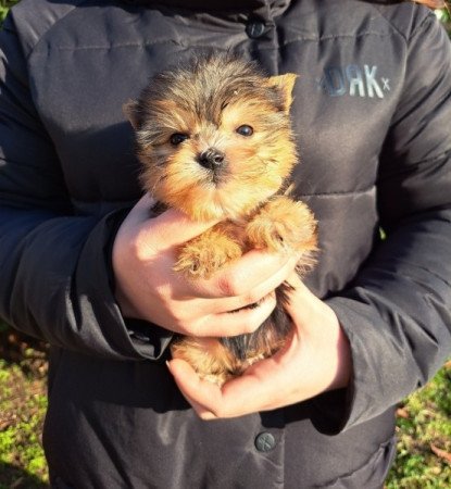 Yorkshire terrier