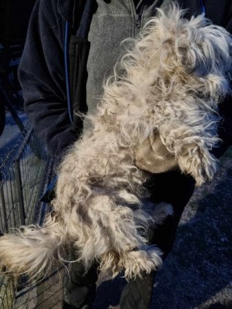 Bichon havanese