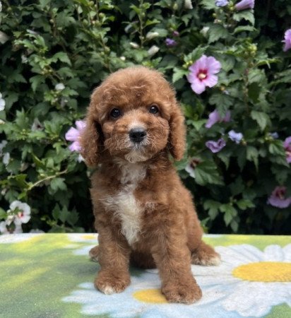 Cavapoo