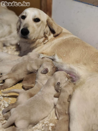 Golden Retriever kiskutyák