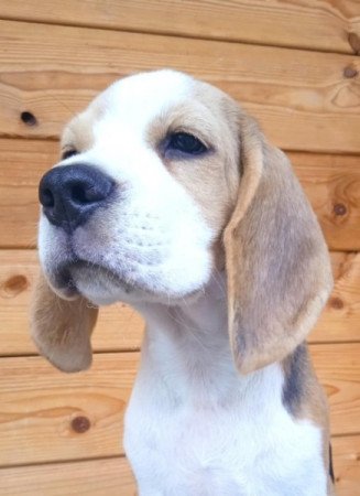 Beagle