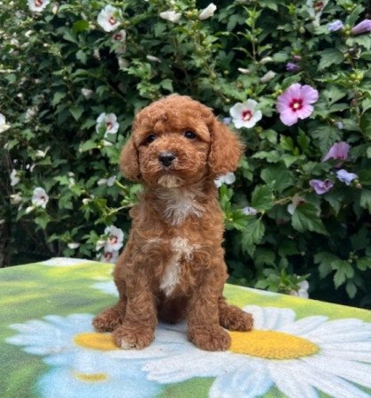 Cavapoo