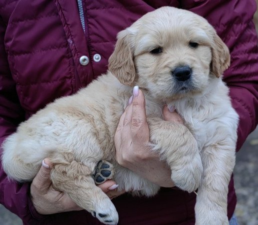 Golden retriever