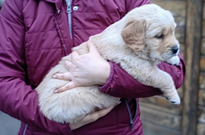 Golden retriever