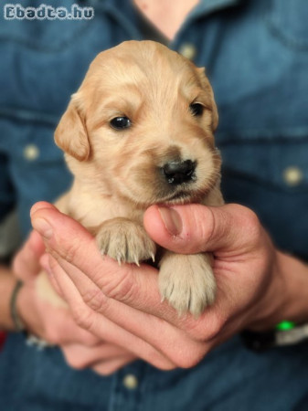 Golden Retriever kiskutyák