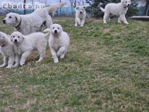 Kuvasz kölykök