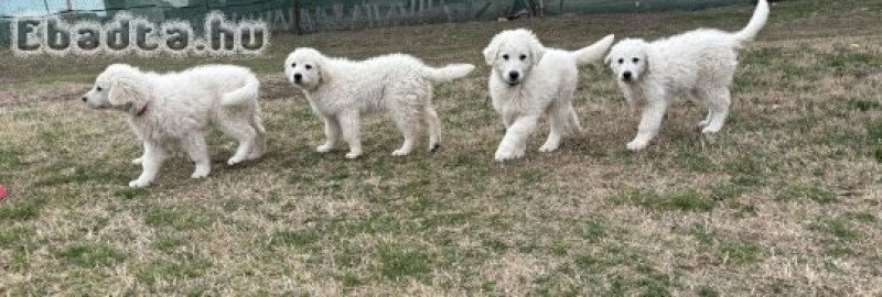 Kuvasz kölykök