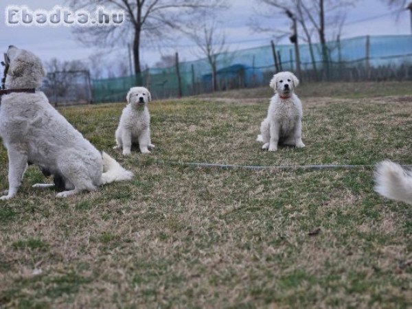 Kuvasz kölykök