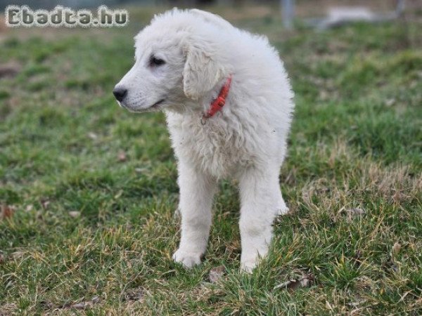 Kuvasz kölykök