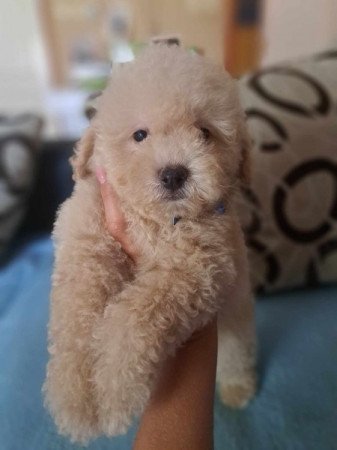 Máltai+uszkár=Maltipoo havanese bichon