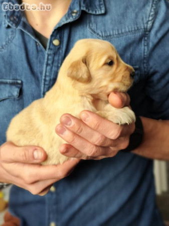 Golden Retriever kiskutyák