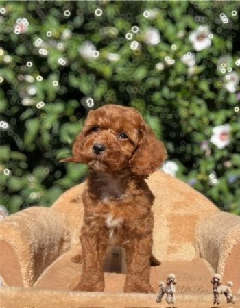 Cavapoo