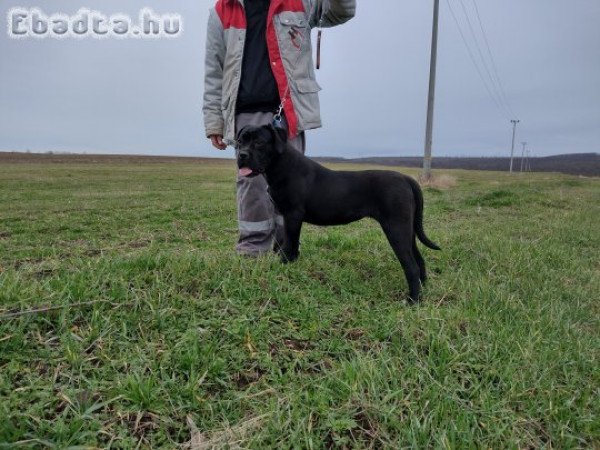 Eladó Cane corso kiskutyák