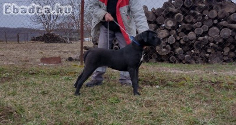 Eladó Cane corso kiskutyák