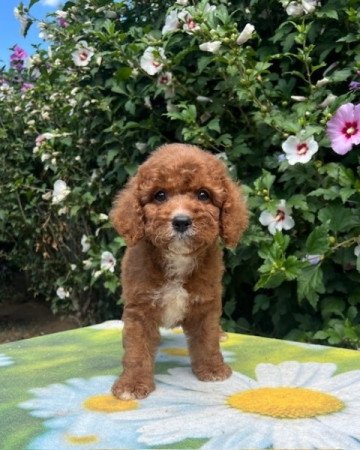 Cavapoo