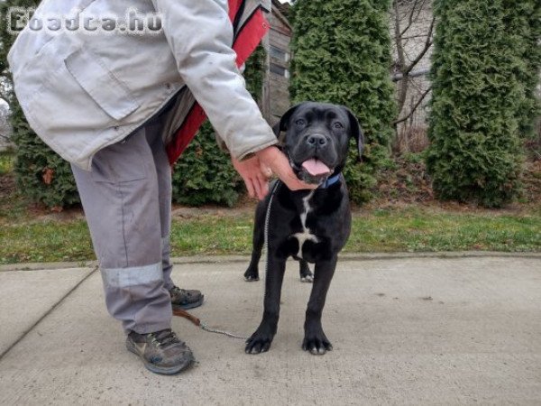 Eladó Cane corso kiskutyák