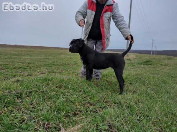 Eladó Cane corso kiskutyák