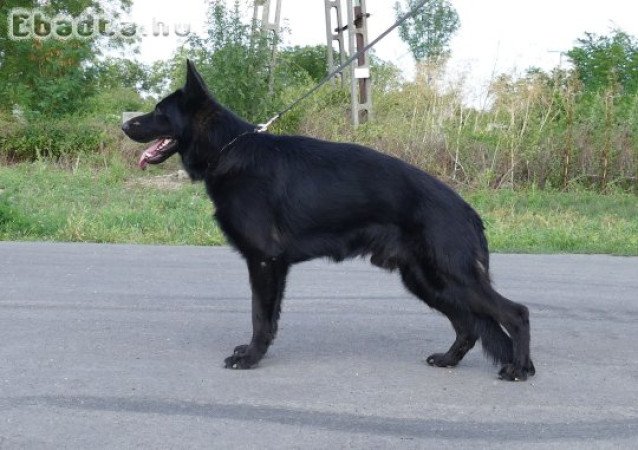 Elit származású fekete németjuhász áron alul eladó