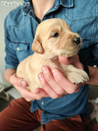 Golden Retriever kiskutyák