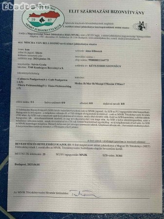 Elit származású fekete németjuhász áron alul eladó