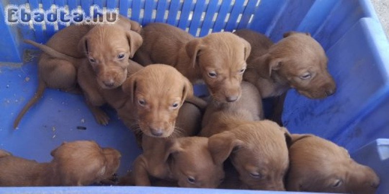 Eladó rövid szőrű magyar vizsla kölykök