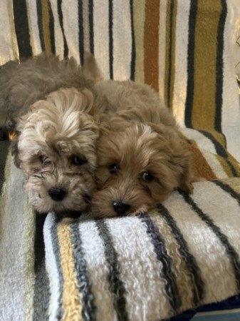 Bichon Havanese