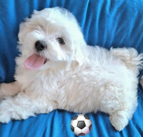 Bichon havanese